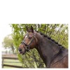 ANKY snaffle bridle ATH16003
