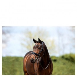 ANKY bridle ATH20004