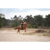Imperial Riding Bareback Pad Free Ride