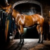 Horseware Autumn Cooler