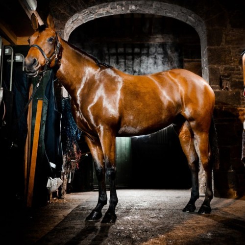 Horseware Autumn Cooler