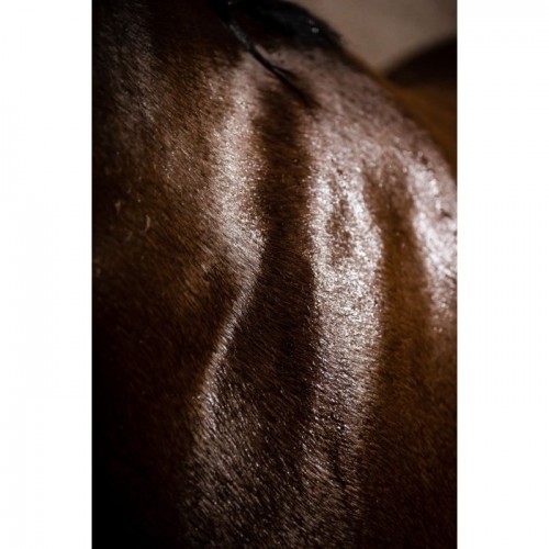 Horseware Autumn Cooler