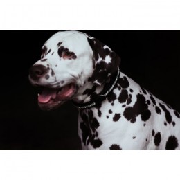 Equestrian Stockholm SS'21 Black Edition collar