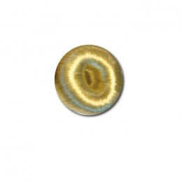 EquiPage Haar donut