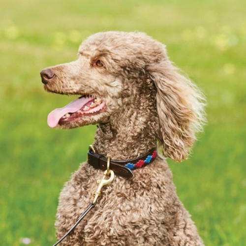 Weatherbeeta Polo Leather Dog Collar