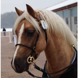 Luxury Show bridle with copper-colored accessoires
