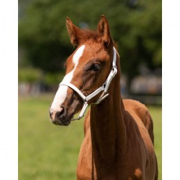 QHP Leather Foal Halter Chico