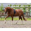 QHP Lunging Rein Double