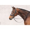 Schockemöhle Bridle malibu