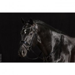 Schockemöhle Bridle Stanford Glam