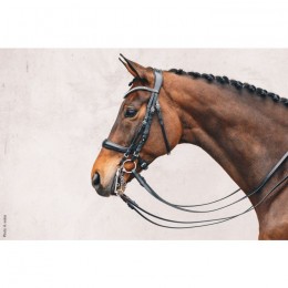 Schockemöhle Bridle Equitus GAMMA