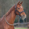 QHP Halter Salerno anatomic