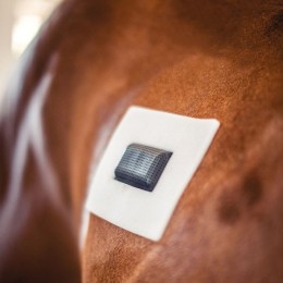 Rheva Extra Strong Kombo Wound Protection