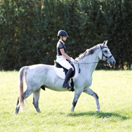 F.R.A. Hackamore Bridle Calli