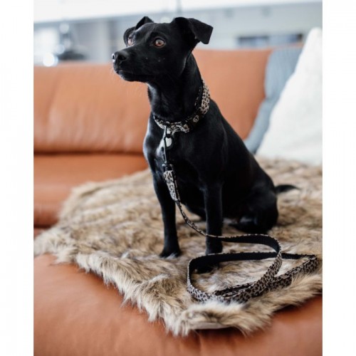 Kentucky Dog Collar Leopard