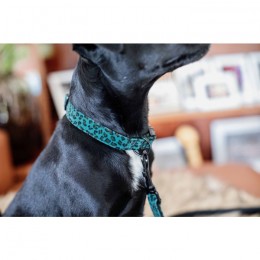 Kentucky Dog Collar Leopard