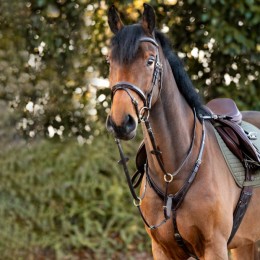 Kavalkade 3-point breastplate Robin