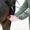 Kavalkade breastplate EveryDay