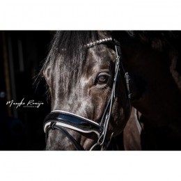 HB Showtime Bridle Special Guy