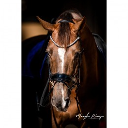 HB Showtime Bridle Special Guy