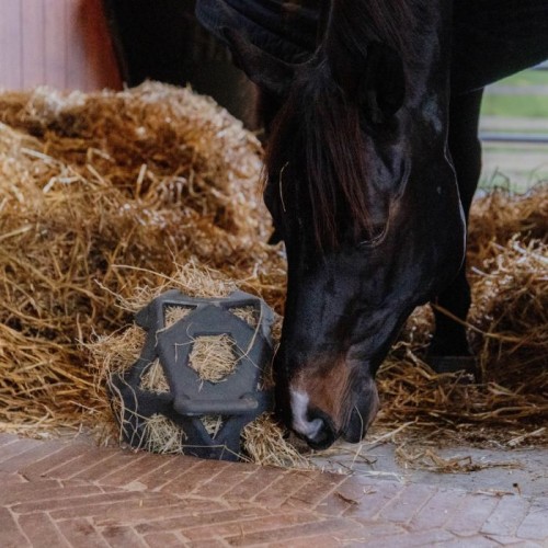 Kentucky Relax Horse Play