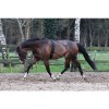 Horka Pessoa Lunging Aid