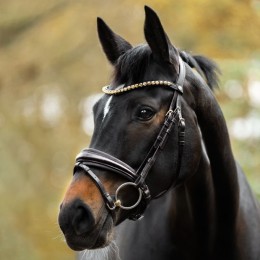 Kavalkade Bridle Zora