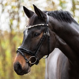Kavalkade Bridle Zora