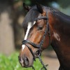 Kavalkade Bridle Ivy