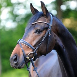 Kavalkade bridle Rose