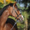 Kavalkade Bridle SH4 Reyna
