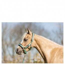 BR Mini Horse halter with rope