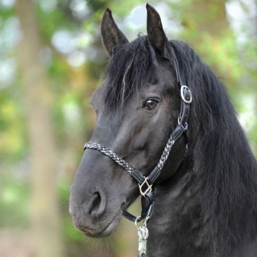 Kavalkade Braided Leather Halter Tessa