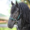 Kavalkade Braided Leather Halter Tessa