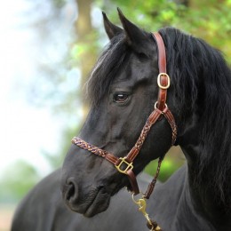 Kavalkade Braided Leather Halter Tessa