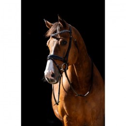 HB Showtime Bridle Jump Rocky Glitter