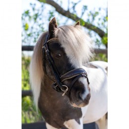 HB Showtime Bridle Welsh Rocky Glitter