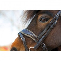 HB Showtime Bridle Welsh Rocky Glitter