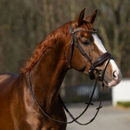 HB Showtime Bridle It Is So Special