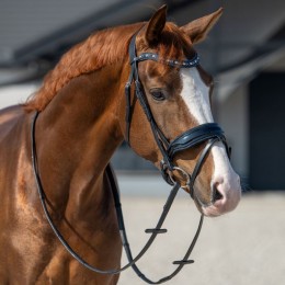 HB Showtime Bridle It Is So Special