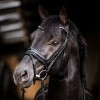 HB Showtime Bridle Evalira