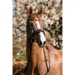 HB Showtime Bridle Juwel