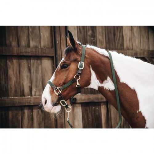 Kentucky Plaited Nylon Dog