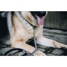 Kentucky Dog Collar Loop