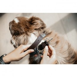 Kentucky Dog Collar Triangle