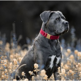 Kentucky Dog Collar Corduroy
