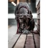 Kentucky Dog Toy Dog Head