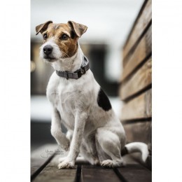 Kentucky Dog Collar Reflective