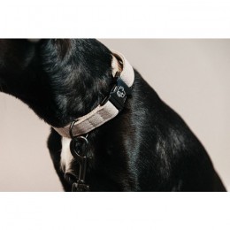 Kentucky Dog Collar Lizard