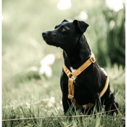 Kentucky Dog Harness Loop Velvet